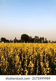 Sunn Hemp Flower In County