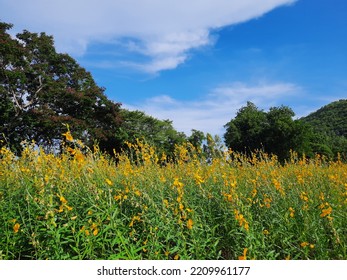 Sunn Hemp Meadow With Blue Sky