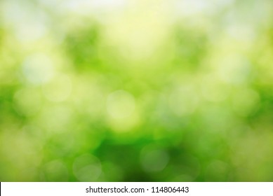 Sunny Abstract Green Nature Background, Selective Focus