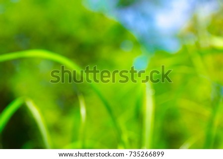 Sunny abstract natural blurred background from leaves and tree.
Natural green grass bokeh background.
Blur green background.