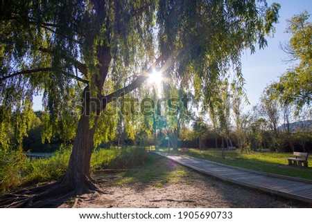 Similar – Image, Stock Photo green tree at sunset and warm light