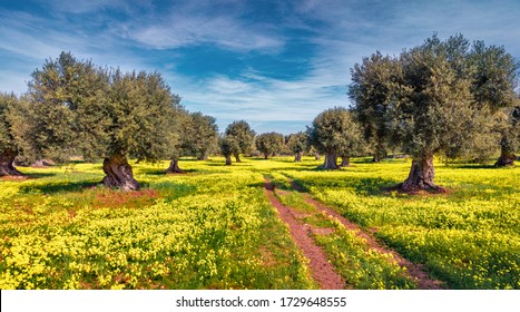 Sunny afternoon scene of olive garden. Superb spring view of Milazzo cape, Sicily, Italy, Europe. Beauty of nature concept background.