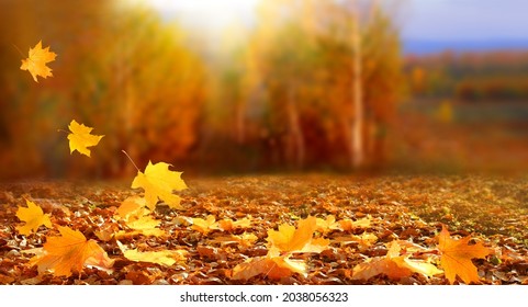 Sunny autumn day with beautiful orange fall foliage in the park. Ground covered in dry fallen leaves lit by bright sunlight. Autumn landscape with maple trees and sun. Natural background.  - Powered by Shutterstock