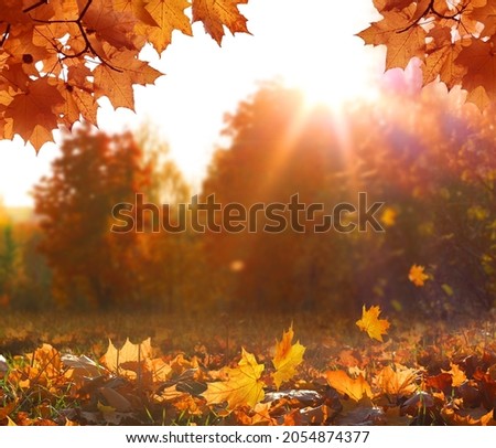 Sunny autumn day with beautiful yellow fall foliage in the park. Ground covered in dry fallen leaves lit by bright sunlight. Colorful forest. Autumn landscape with maple trees and sun. 