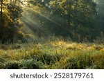 A sunny autumn morning in the park in Pszczyna. Poland