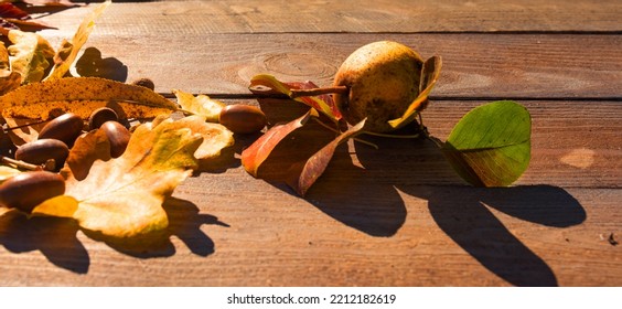 Sunny Autumn Still Life On Weathered Wood With Colorful Foliage And Acorns. Horizontal Background For Seasonal Themes With Space For Text.