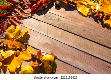 Sunny Autumn Still Life On Weathered Wood With Colorful Foliage And Acorns. Background For Seasonal Themes With Space For Text.