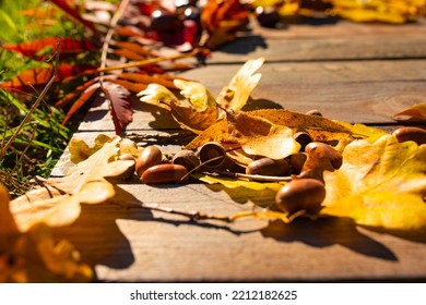 Sunny Autumn Still Life On Weathered Wood With Colorful Foliage And Acorns. Background For Seasonal Themes With Space For Text