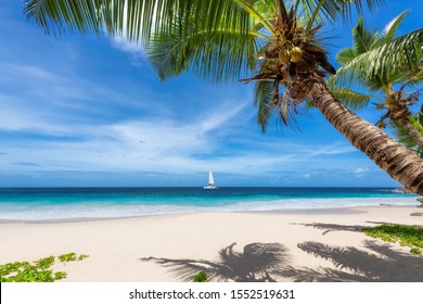 Sunny Beach With Coconut Palm Trees  On Exotic Paradise Island.
