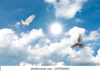 5,182 Doves flying landscape Images, Stock Photos & Vectors | Shutterstock