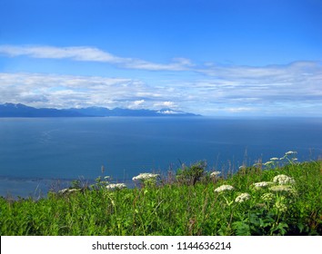 Sunny Blue Skies And Reflect On The Water Of This Alaskan Bay.  Wildflowers Bloom In Lower Third Of Image.  Distant Mountains Sit Underneath Layered Clouds.