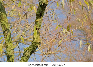 Sunny Branches With Autumnal Leaves Of A White Willow Tree 