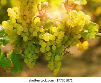 Sunny Bunches Of Ripe Chardonnay Grape On The Vineyard In France