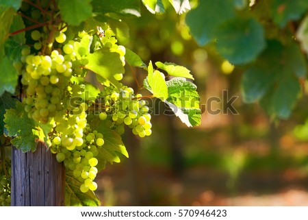 Sunny bunches of white wine grape on vineyard in Alsace, France