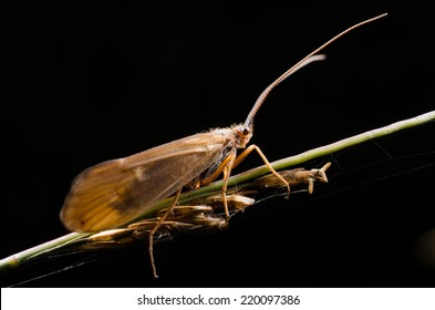 Sunny Caddis Fly