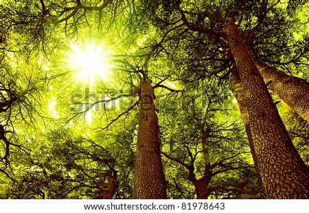 Sunny Cedar forest background, old rare trees, sunrise with rays of sun light coming through the branches