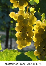 Sunny Chardonnay grapes in Autumn