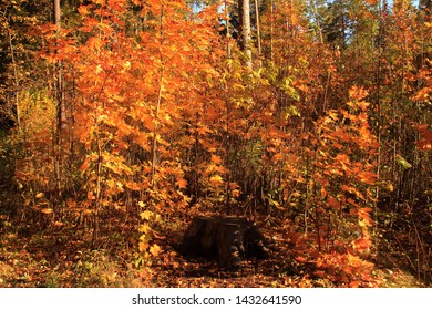 Sunny clear autumn day in the forest, fallen leaves on the ground, trees with thin trunks, maples with yellow and red leaves, blue sky, old dark stump in the meadow, beautiful Indian summer day - Powered by Shutterstock