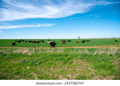 Sunny cloud blue sky over large free ranch grass fed cattle cows farm with diverse group brown, charolais, black Angus cattle cows grazing, galvanized barbed wire and post fencing protect, Texas. USA - Powered by Shutterstock