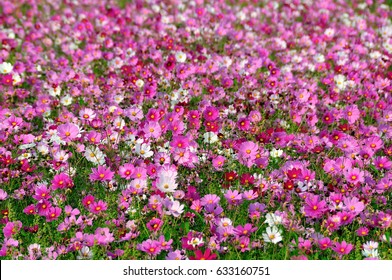 Sunny Common Cosmos Flower Field.