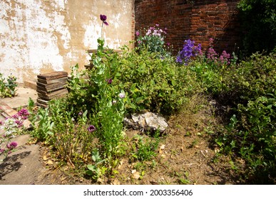 Sunny corner of a garden