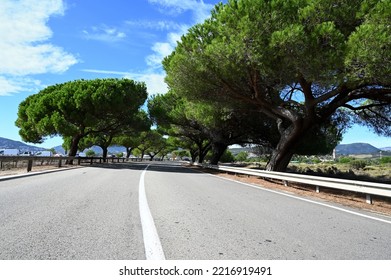 Sunny Corsica Road Lined With Umbrella Pines 