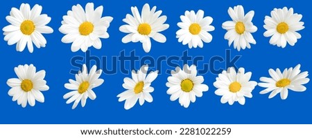 Sunny daisy flowers isolated on blue background.