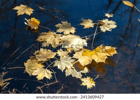 Sunny day in autumn, fallen yellow maple leaves float on the water, Delaware Raritan Canal State Park, New Jersey, USA