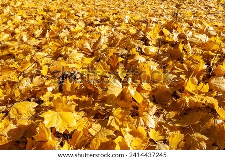 Sunny day in autumn, fallen yellow maple leaves in the park, Delaware Raritan Canal State Park, New Jersey, USA