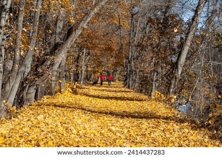 Sunny day in autumn, fallen yellow maple leaves in the park, Delaware Raritan Canal State Park, New Jersey, USA