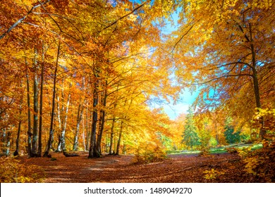 Sunny Day Autumnal Forest Yellow Orange Stock Photo 1489049270 ...