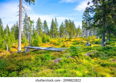 Sunny day at Cerna Hora Peat Bog - Shutterstock ID 2098822822