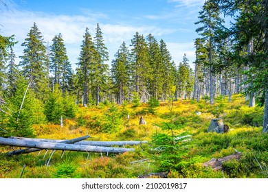 Sunny day at Cerna Hora Peat Bog - Shutterstock ID 2102019817