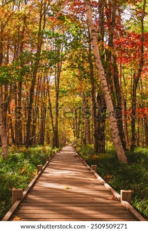 Sunny Day Fall Foliage Beautiful Forest Nature Boardwalk. Jesup Trail Acadia National Park New England. Landscape Background Wallpaper.