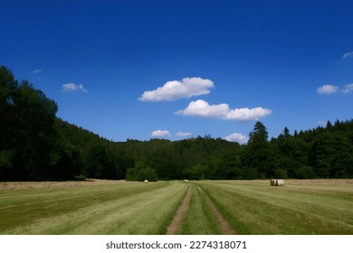 Sunny day in the green meadow - Shutterstock ID 2274318071