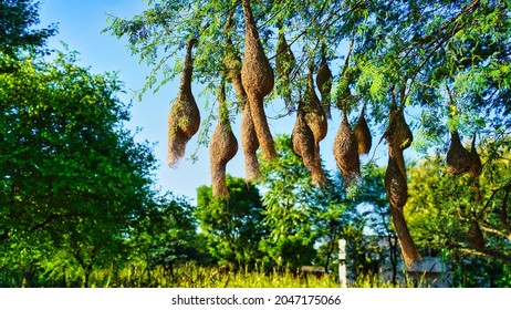 hanging bird nest in tree
