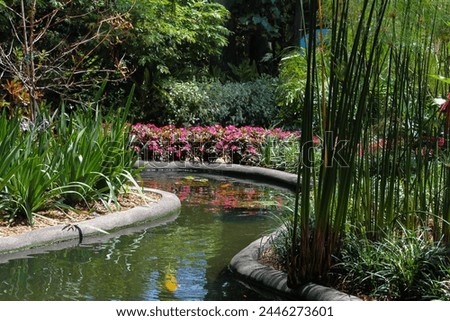 Sunny Day with Koi Fish at the Botanical Sunken Garden