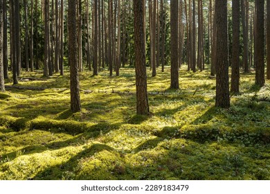 A sunny day in a moss-covered dry Pine forest with some dead wood lying on the ground in Northern Latvia, Europe
