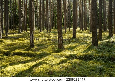 A sunny day in a moss-covered dry Pine forest with some dead wood lying on the ground in Northern Latvia, Europe