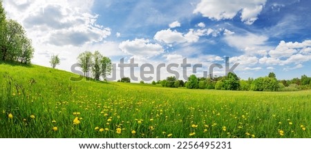 Sunny day on the field with blooming dandelions in natural park.