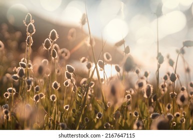 Sunny day on the flowers meadow. Beautiful natural background. Wild plants in nature. - Shutterstock ID 2167647115