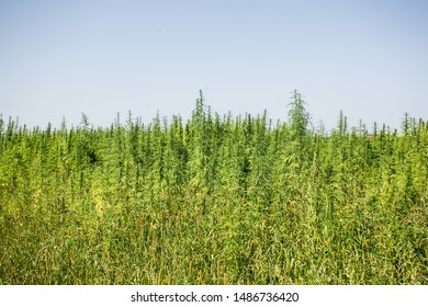 Sunny Day On The Industrial Hemp Field