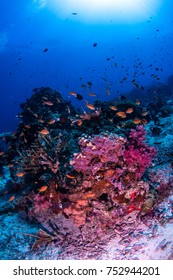 A Sunny Day On Rainbow Reef With Soft Corals And Anathias Fish