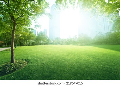 Sunny Day In Park