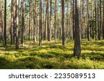 A sunny day in a Pine forest in Northern Latvia, Europe