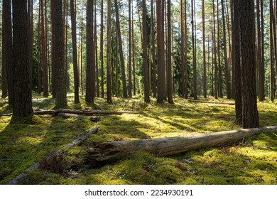 A sunny day in a Pine forest in Northern Latvia, Europe