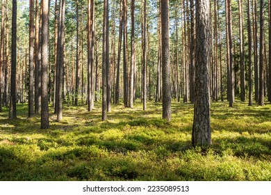 A sunny day in a Pine forest in Northern Latvia, Europe - Shutterstock ID 2235089513