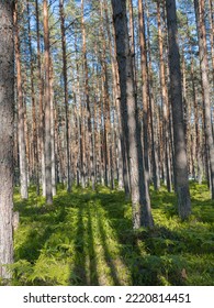 A Sunny Day In A Pine Forest. Summer Natural Landscape.