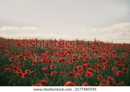 Similar – Poppy Field I Nature