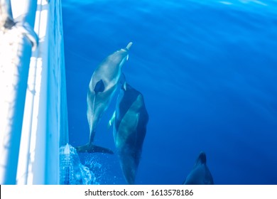 Sunny day. Several dolphins swim near the side of a sailing yacht